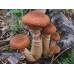 Мицелий Опенка темного / Опенок грунтовой (Armillaria ostoyae)